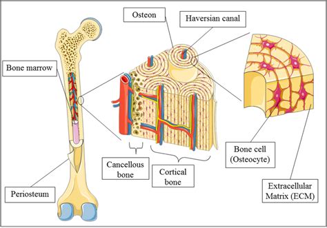 what is inside a bone figgerits|7.6.3: Bone .